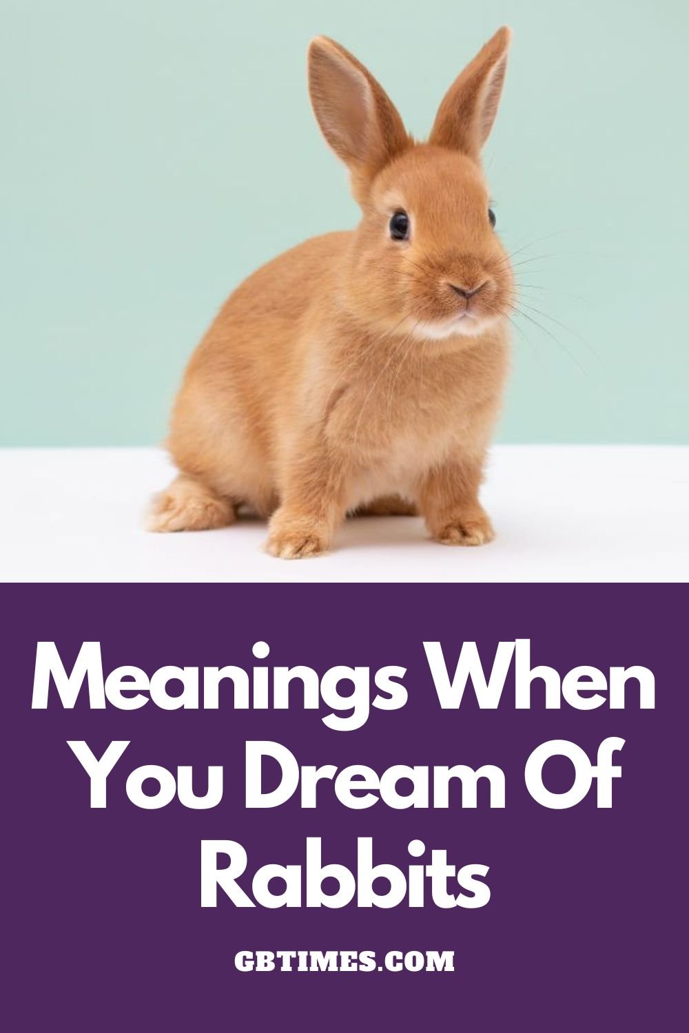 Dreaming of Rabbits and wondering what it means?