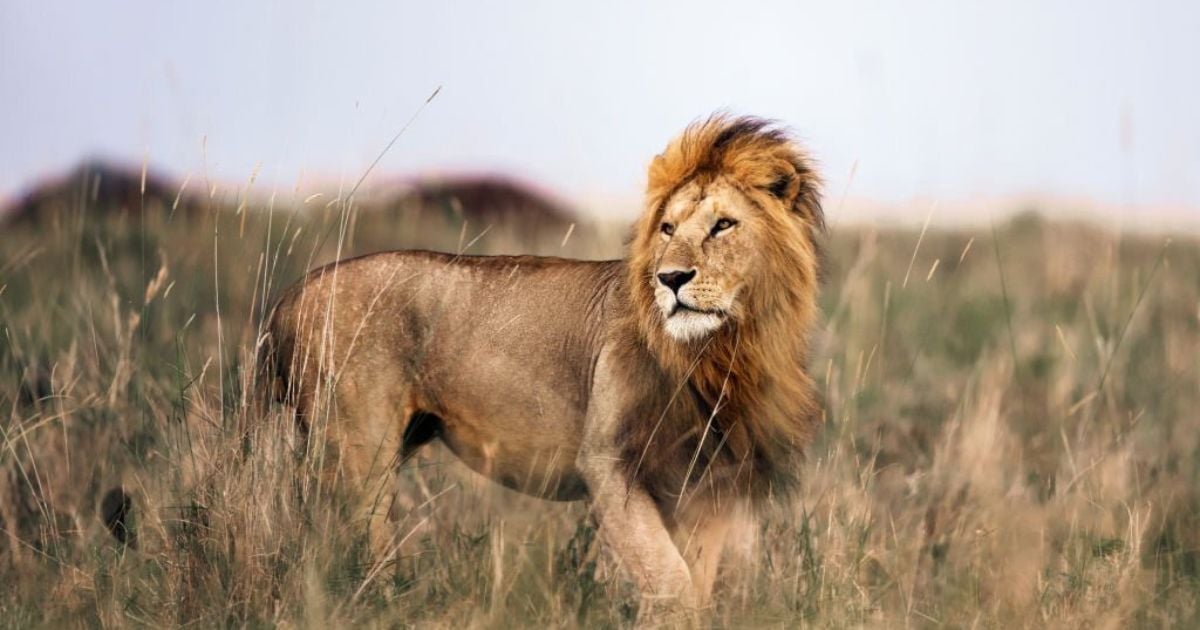 Lion Dreams – What Do They Mean?