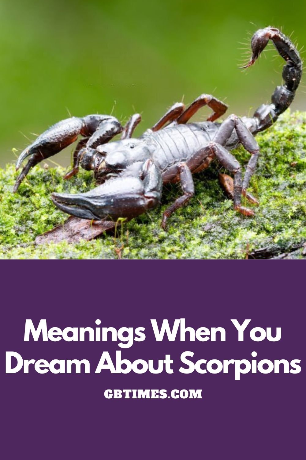 Meanings When You Dream Of Scorpions
